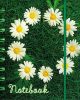 Circle of Daisies