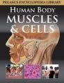 MUSCLES & CELLS HUMAN BODY (HB): Book by PEGASUS