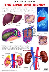 The Liver & Kidney The Liver & Kidney