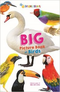 Big Picture Book Of Birds (English): Book by Priti Shanker