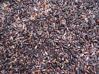 Ecoharvest Aromatic Black Rice (chak Hao) 500g