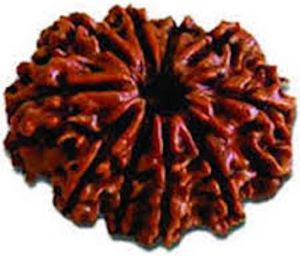 Faith & beliefs (Misc) - 10 Mukhi Rudraksha