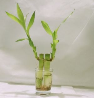 Buy Green Plant Indoor Lucky Bamboo In A Vase Online Best Prices