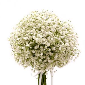 Gypsophila Baby S Breath Fairy Gr Snow W Online Best Gypsophila Baby S Breath Fairy Gr Snow W Online Best Prices In India Rediff Ping