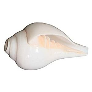 Buy Left Handed (utravarti Shankh) Voice Making Conch 4 Inch online