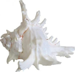 Buy Omlite Gaumukhi Shankh - ( Code - 435 ) online
