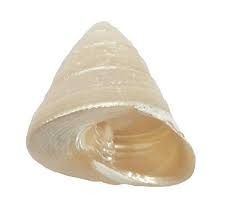 Buy Moti Shankh, Mother Of Pearl, Pearl Conch, Shankh - 7 Cm online
