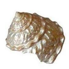 Buy Moti Shankh, Mother Of Pearl, Pearl Conch, Shankh - Size 11x10.5 Cm online