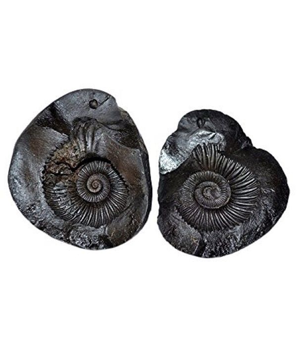 Buy Laxmi Narayan Shaligram online