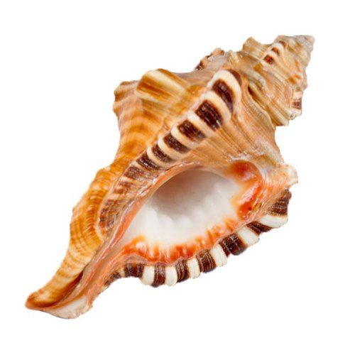 Buy Ganesh Shank online